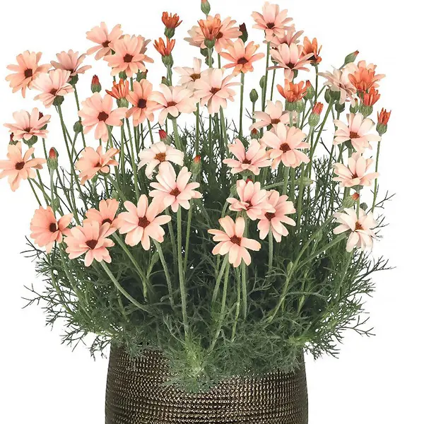 Rhodanthemum Zagora Orange