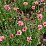Rhodanthemum Zagora Pink P14rhozpn - Garden Express Australia