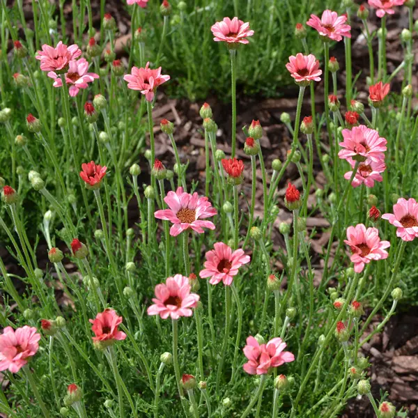 Rhodanthemum Zagora Pink