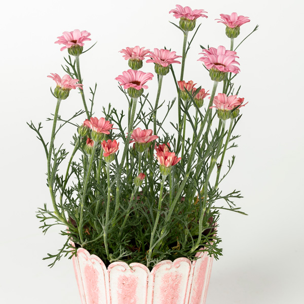 Rhodanthemum Zagora Pink