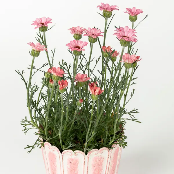 Rhodanthemum Zagora Pink