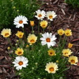 Rhodanthemum Zagora Yellow