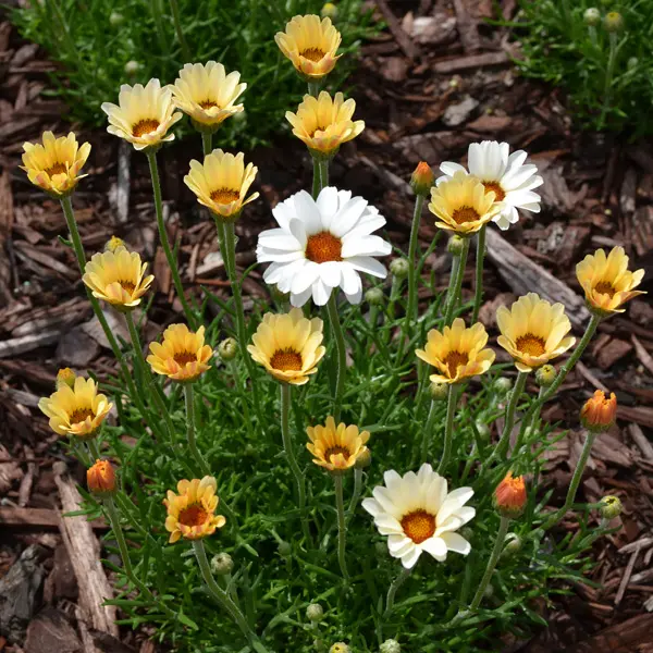 Rhodanthemum Zagora Yellow