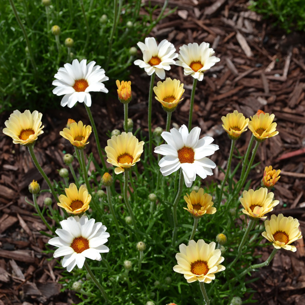 Rhodanthemum Zagora Yellow