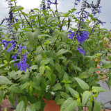 Salvia Black & Bloom