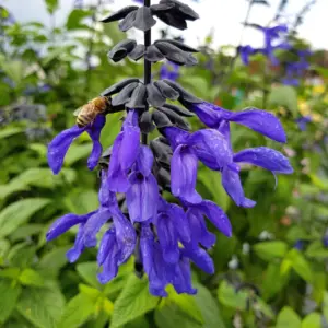 Salvias For Long-Lasting Colour Salvia Black Bloom P68salbnbm - Garden Express Australia
