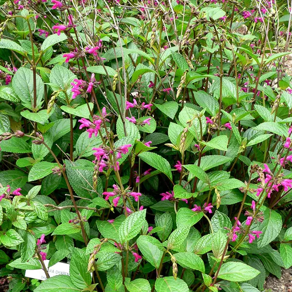 Salvia Chiapensis