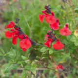 Salvia Navajo Red P68salnrd - Garden Express Australia
