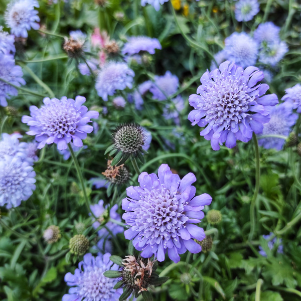 Scabiosa Mauve Pincushion Flower