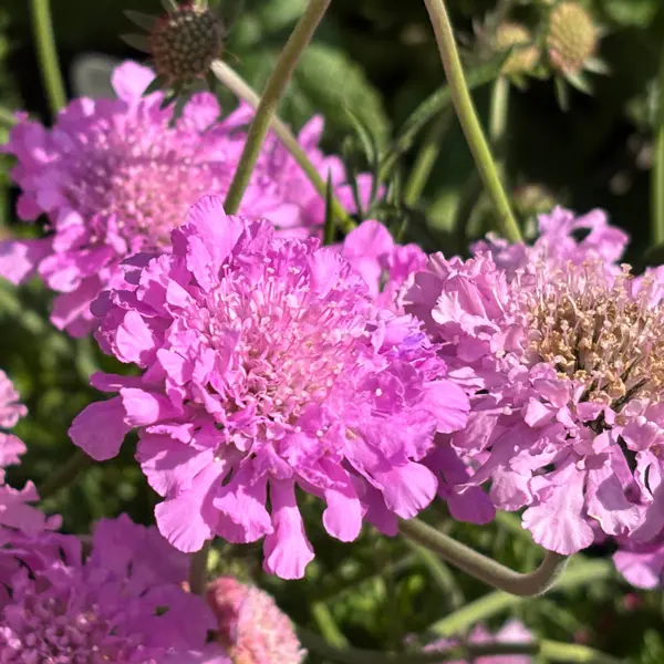 Scabiosa Pink Pincushion Flower