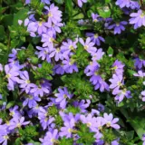 Scaevola Mauve Clusters P68scamcl - Garden Express Australia