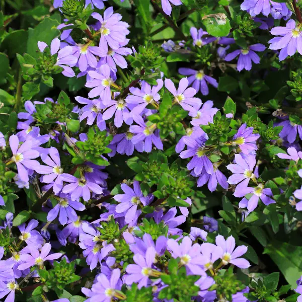 Scaevola Mauve Clusters
