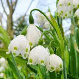 Snowflakes – Pre-Order Snowflakes – Pre-Order