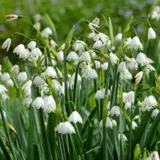 Snowflakes Pksnowfl 2025 - Garden Express Australia