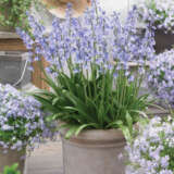 Spanishbells Blue Pksbeblu 2017 - Garden Express Australia
