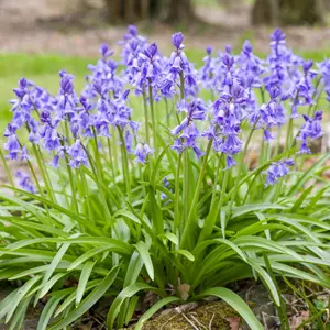 Spanish Bells Blue – Pre-Order Spanish Bells Blue – Pre-Order