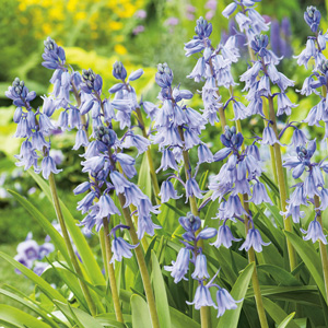 Spanish Bells Blue – Pre-order