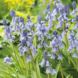 Spanish Bells Blue – Pre-Order