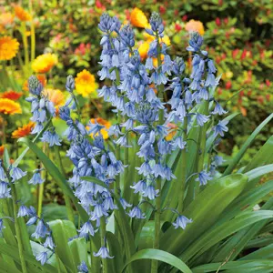 Spanish Bells Blue – Pre-Order