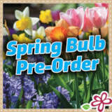 Pre-Order Spring Bulbs 2025
