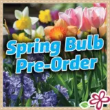 Pre-Order Spring Bulbs 2025