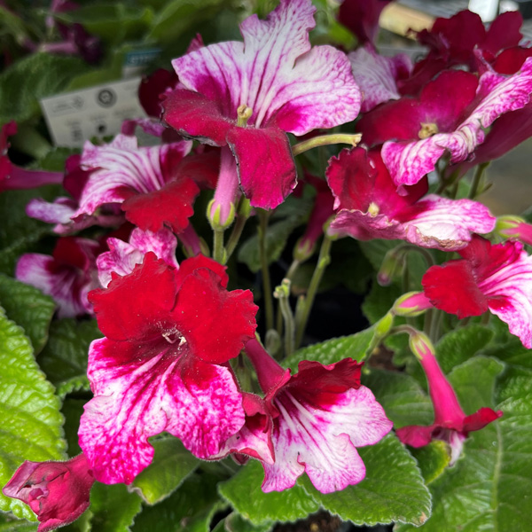 Streptocarpus Ladyslippers Red Bicolour Streptocarpus Ladyslippers Red Bicolour