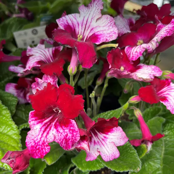 Streptocarpus Ladyslippers Red Bicolour