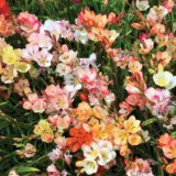 Tritonia Pastel Blend Pktripmx 2017 - Garden Express Australia