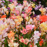 Tritonia Pastel Mixed – Pre-order