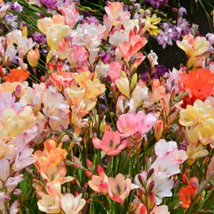 Tritonia Pastel Mixed – Pre-Order Tritonia Pastel Mixed – Pre-Order