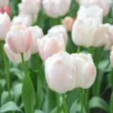 Tulip Apricot Pride Tulip Apricot Pride