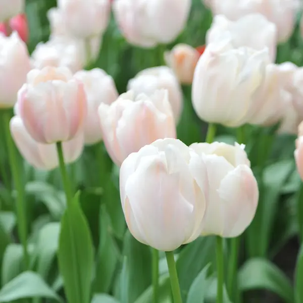 Tulip Apricot Pride Tulip Apricot Pride