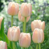 Tulip Apricot Pride 3 Pktulapr 2026 - Garden Express Australia