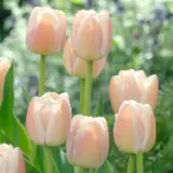 Tulip Apricot Pride 3 Pktulapr 2026 - Garden Express Australia
