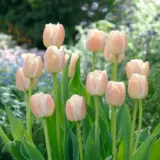 Tulip Apricot Pride Tulip Apricot Pride