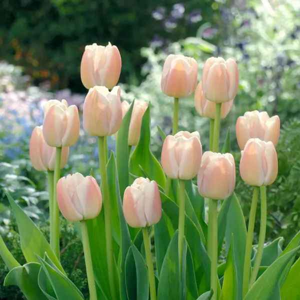 Tulip Apricot Pride Tulip Apricot Pride