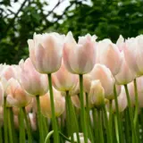 Tulip Apricot Pride Tulip Apricot Pride