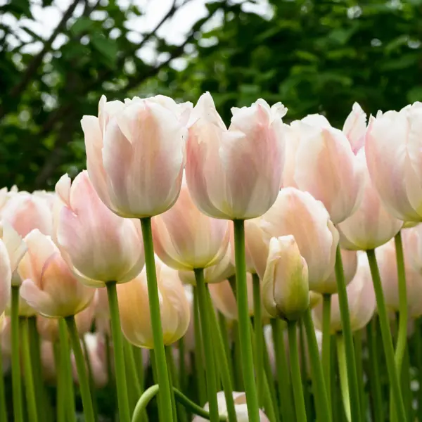 Tulip Apricot Pride Tulip Apricot Pride