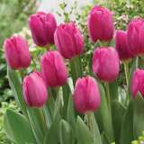 Tulip Barcelona Pktulbar 2017 - Garden Express Australia