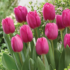 Tulip Barcelona – Pre-order