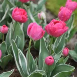 Tulip Beth Hart 2 Pktulbha - Garden Express Australia