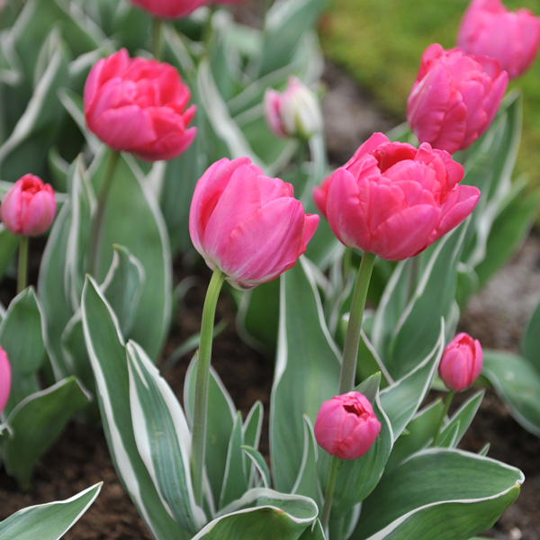 Tulip Beth Hart Tulip Beth Hart