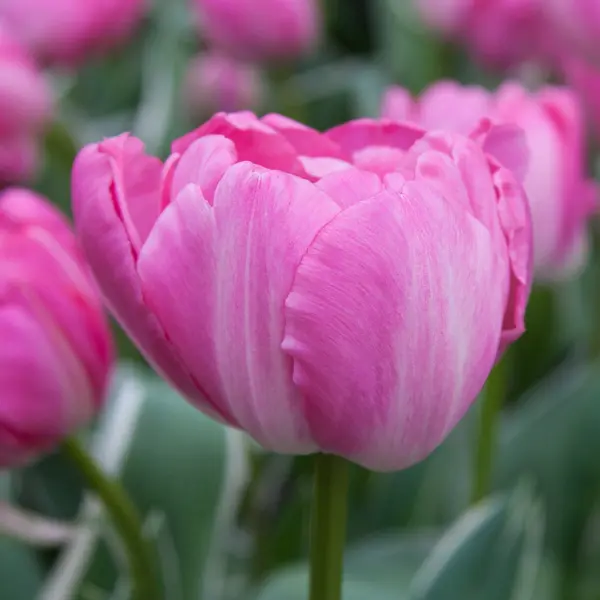 Tulip Beth Hart Tulip Beth Hart