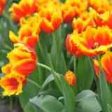 Tulip Davenport Tulip Davenport