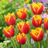Tulip Davenport 4 Pktuldav - Garden Express Australia