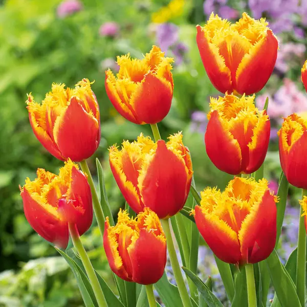 Tulip Davenport Tulip Davenport