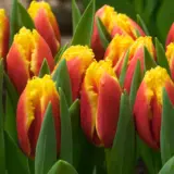 Tulip Davenport Tulip Davenport