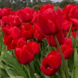 Tulip Ile De France – Pre-Order Tulip Ile De France – Pre-Order