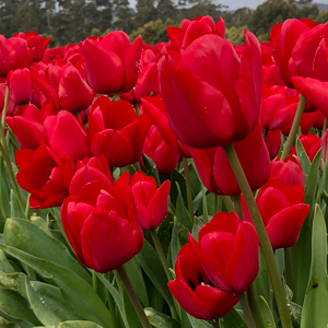 Tulip Ile De France – Pre-order