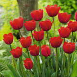 Tulip Ile De France Pktulidf 2025 - Garden Express Australia